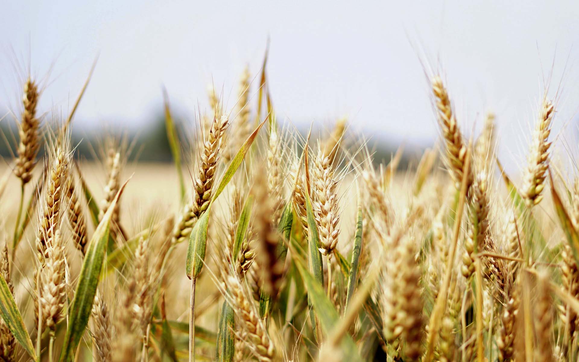 sustainable  0019 wheat01